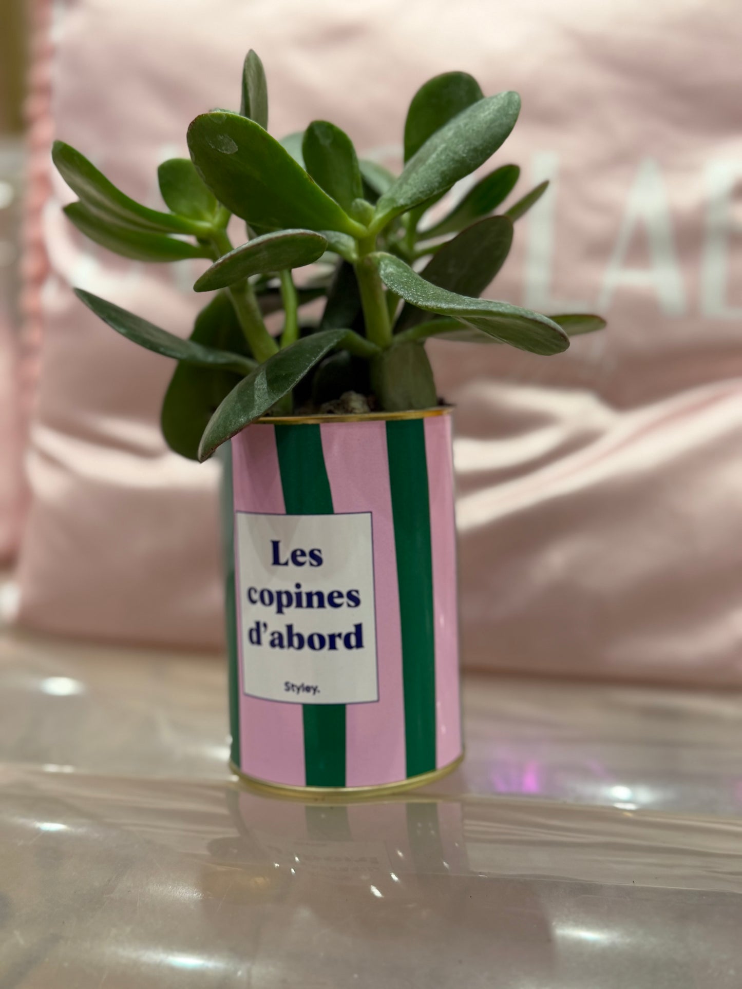 Plante grasse Les copines d’abord