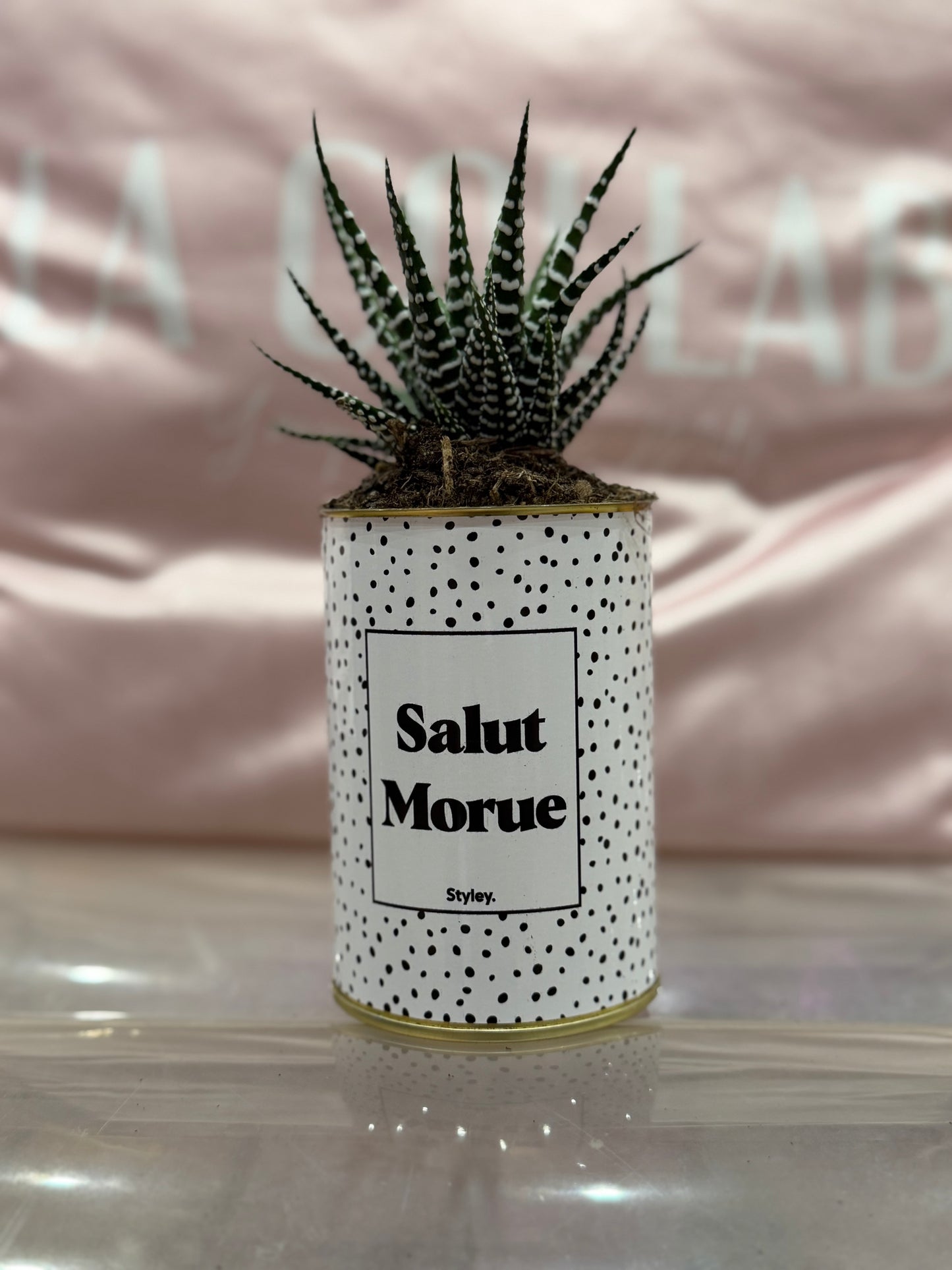 Cactus Salut morue