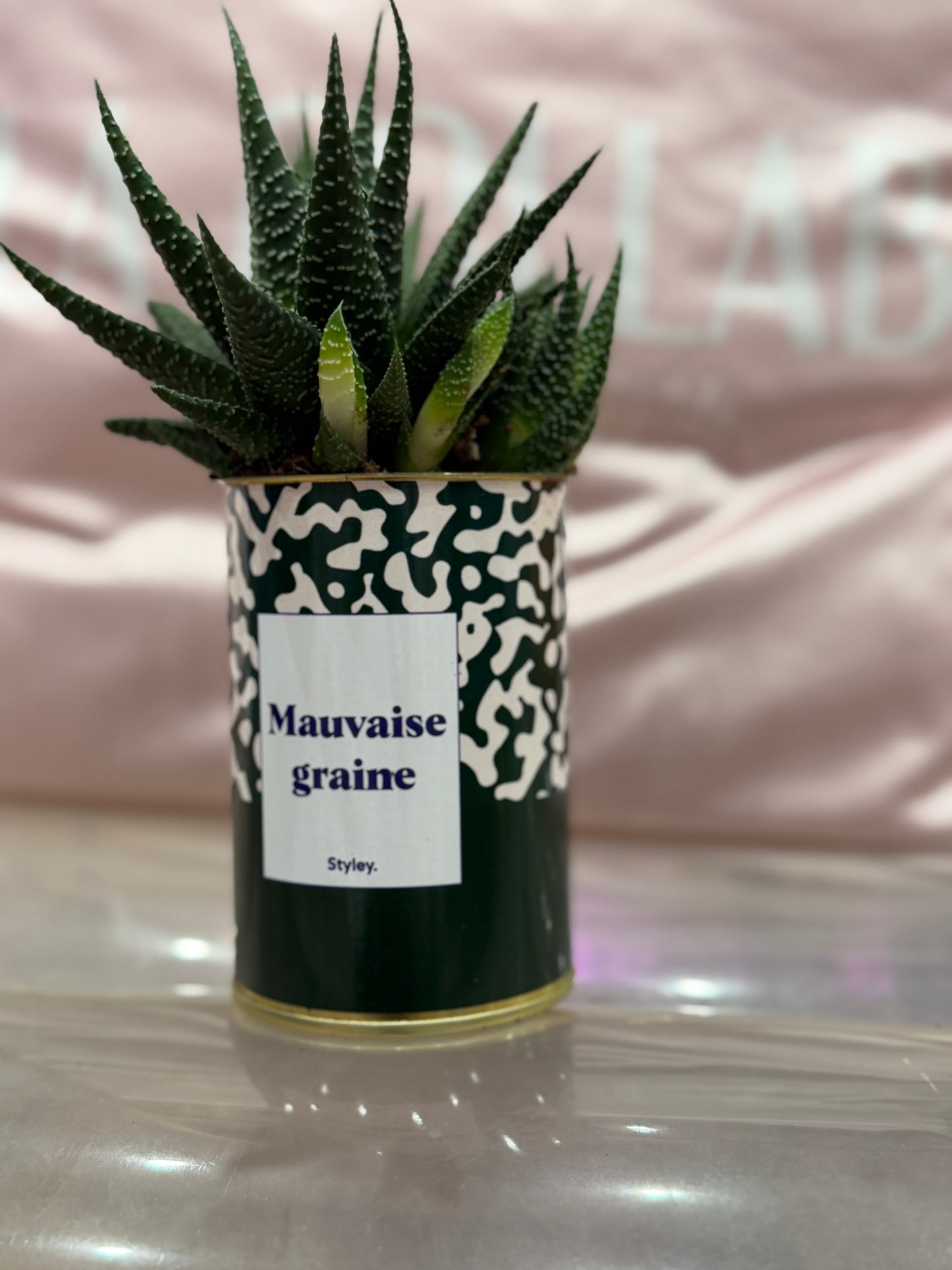 Cactus Mauvaise graine