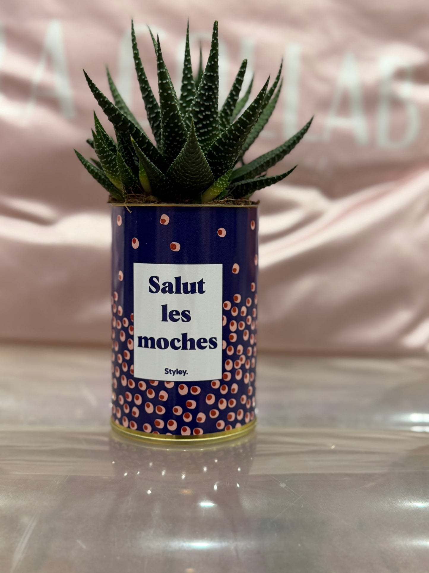 Cactus Salut les moches