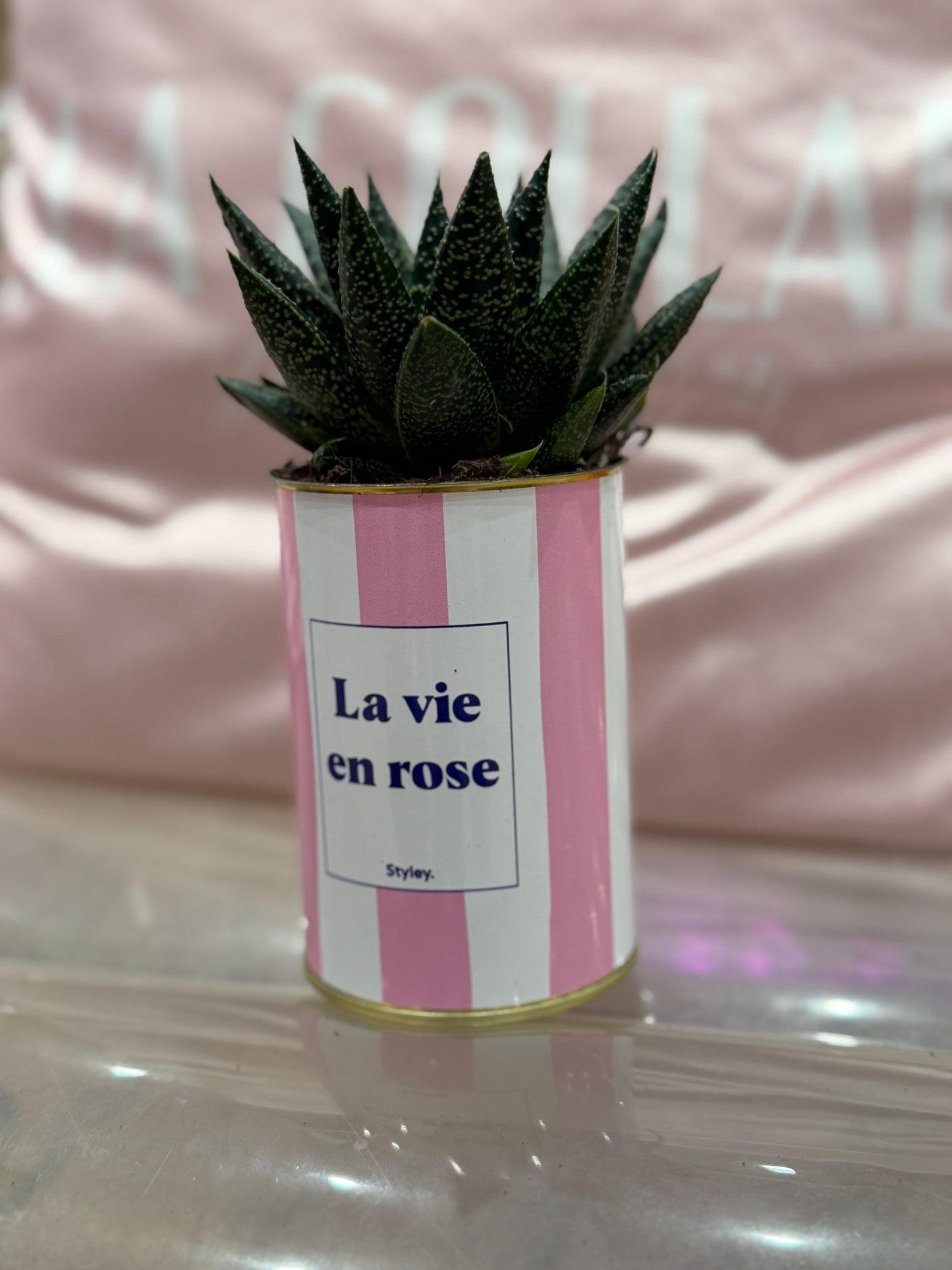 Plante grasse La vie en rose