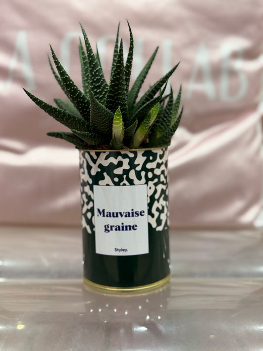 Cactus Mauvaise graine