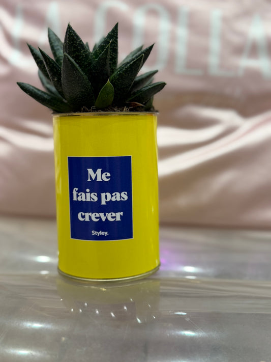 Cactus Me fais pas crever