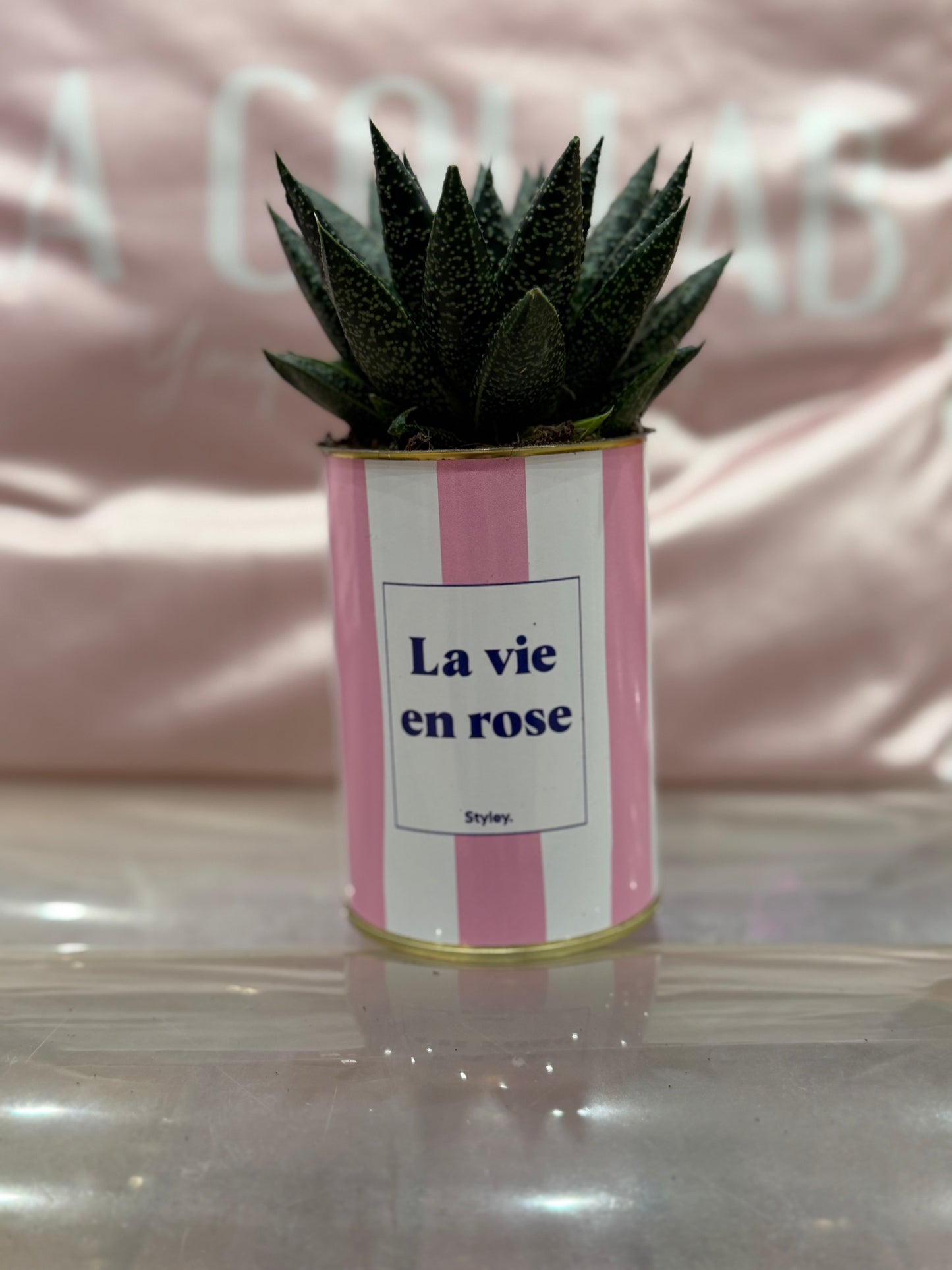 Plante grasse La vie en rose