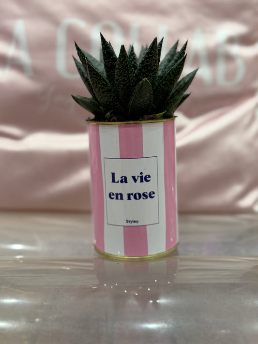 Plante grasse La vie en rose