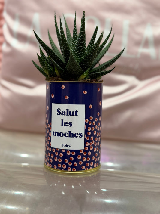 Cactus Salut les moches