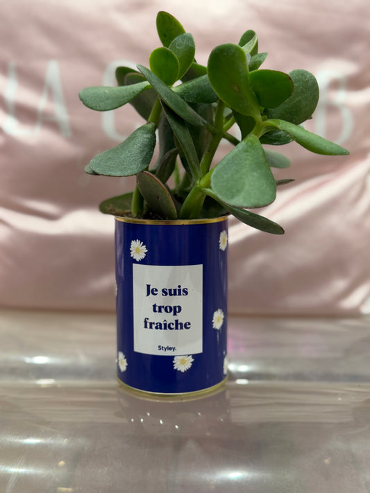 Cactus Je suis trop fraîche