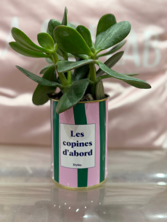 Plante grasse Les copines d’abord